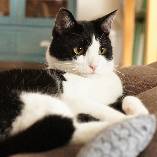 昨日はありがとうございました♡｜写メ日記｜くるみ｜鶯谷 一般デリヘル 三毛猫