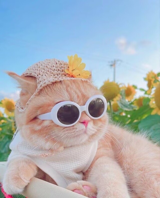 昨日はありがとうございました♡｜写メ日記｜くるみ｜鶯谷 一般デリヘル 三毛猫