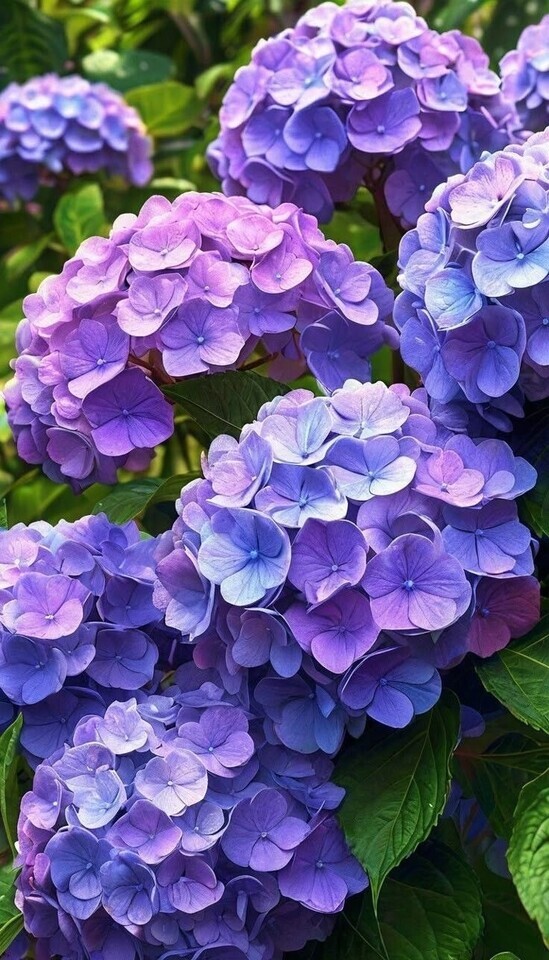 こんにちは✨｜写メ日記｜つくし｜鶯谷 一般デリヘル 三毛猫