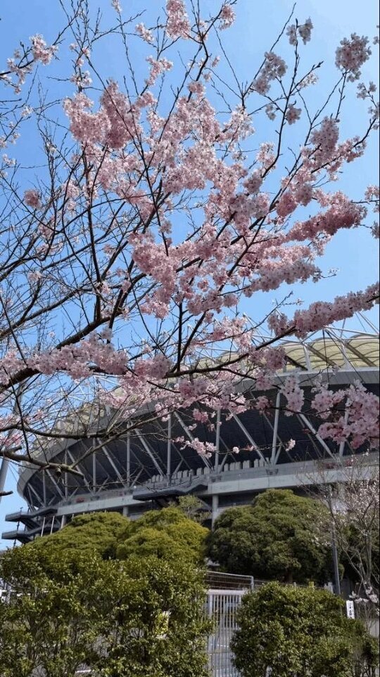 完熟ばなな　八王子店いつきです🤗｜写メ日記｜いつき｜立川・八王子・三多摩 人妻デリヘル 完熟ばなな八王子