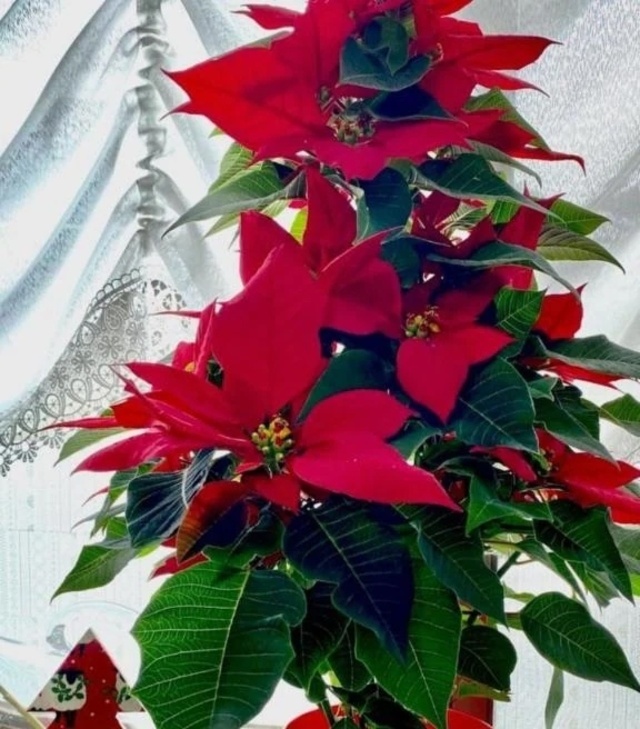 こんにちは(*^^*)｜写メ日記｜こころ｜立川・八王子・三多摩 人妻デリヘル 完熟ばなな八王子