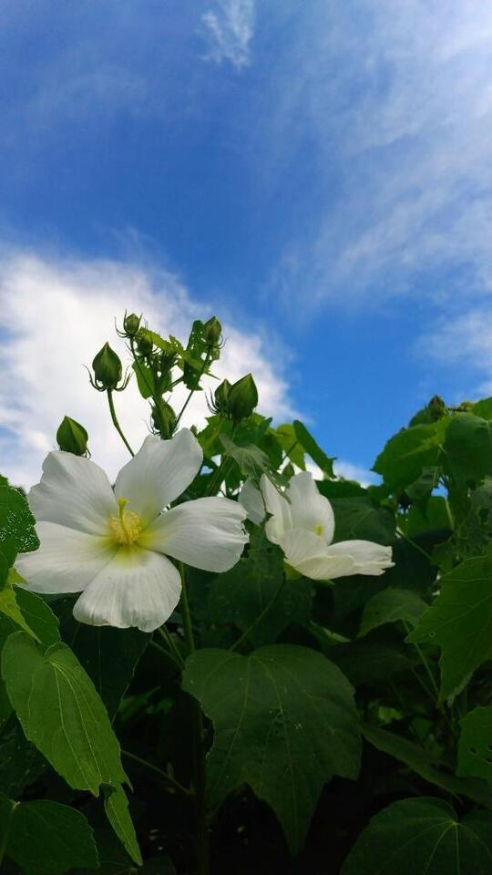 ありがとうございました🌺｜写メ日記｜しおり｜立川・八王子・三多摩 人妻デリヘル 完熟ばなな八王子