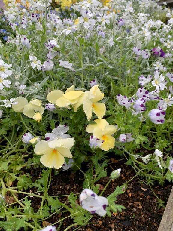 おは　こんにちは😄｜写メ日記｜いろは｜立川・八王子・三多摩 人妻デリヘル 完熟ばなな八王子