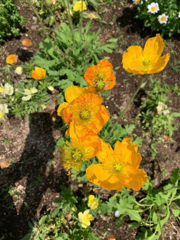 こんにちは☀️｜写メ日記｜いろは｜立川・八王子・三多摩 人妻デリヘル 完熟ばなな八王子