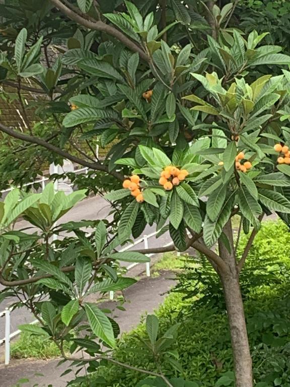こんにちは☘️｜写メ日記｜いろは｜立川・八王子・三多摩 人妻デリヘル 完熟ばなな八王子