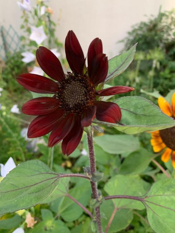 体調はいかがでしょうか🌻｜写メ日記｜いろは｜立川・八王子・三多摩 人妻デリヘル 完熟ばなな八王子