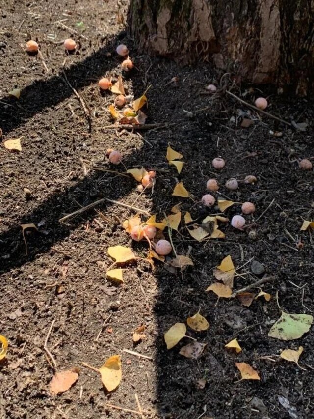 こんにちは🍄‍🟫｜写メ日記｜いろは｜立川・八王子・三多摩 人妻デリヘル 完熟ばなな八王子