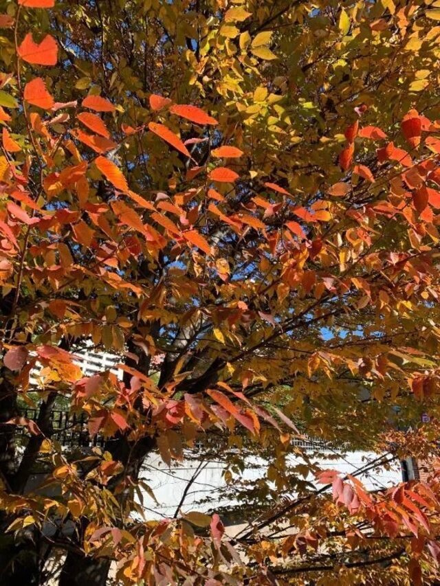 11月に入りましたね🍁｜写メ日記｜いろは｜立川・八王子・三多摩 人妻デリヘル 完熟ばなな八王子