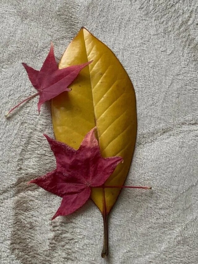 こんにちは🌰｜写メ日記｜いろは｜立川・八王子・三多摩 人妻デリヘル 完熟ばなな八王子