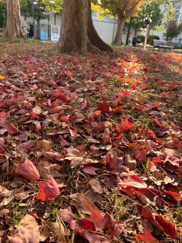 こんにちは🍙｜写メ日記｜いろは｜立川・八王子・三多摩 人妻デリヘル 完熟ばなな八王子