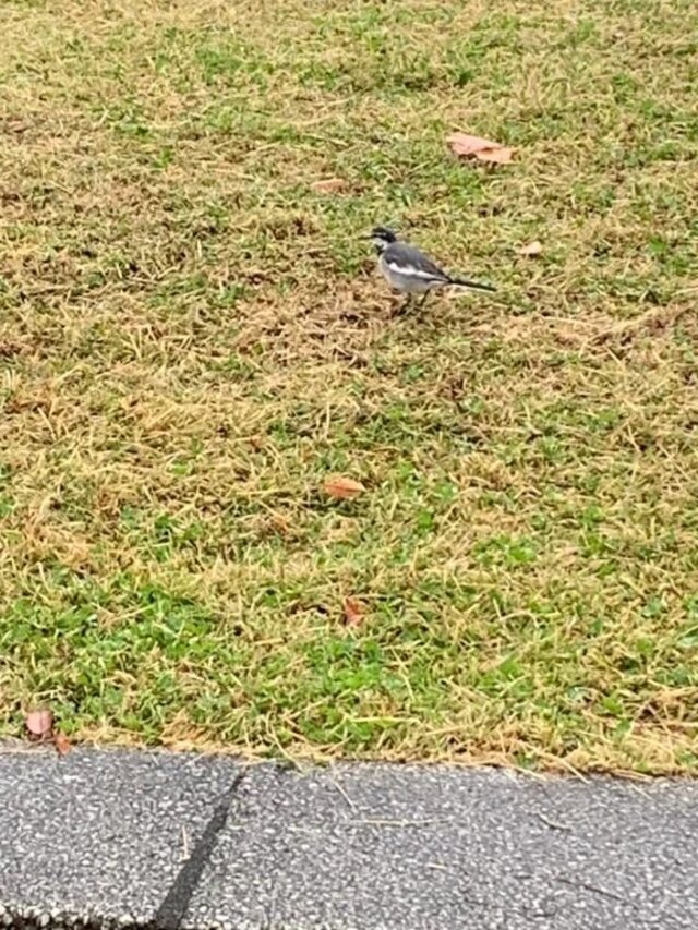 こんにちは🍁｜写メ日記｜いろは｜立川・八王子・三多摩 人妻デリヘル 完熟ばなな八王子