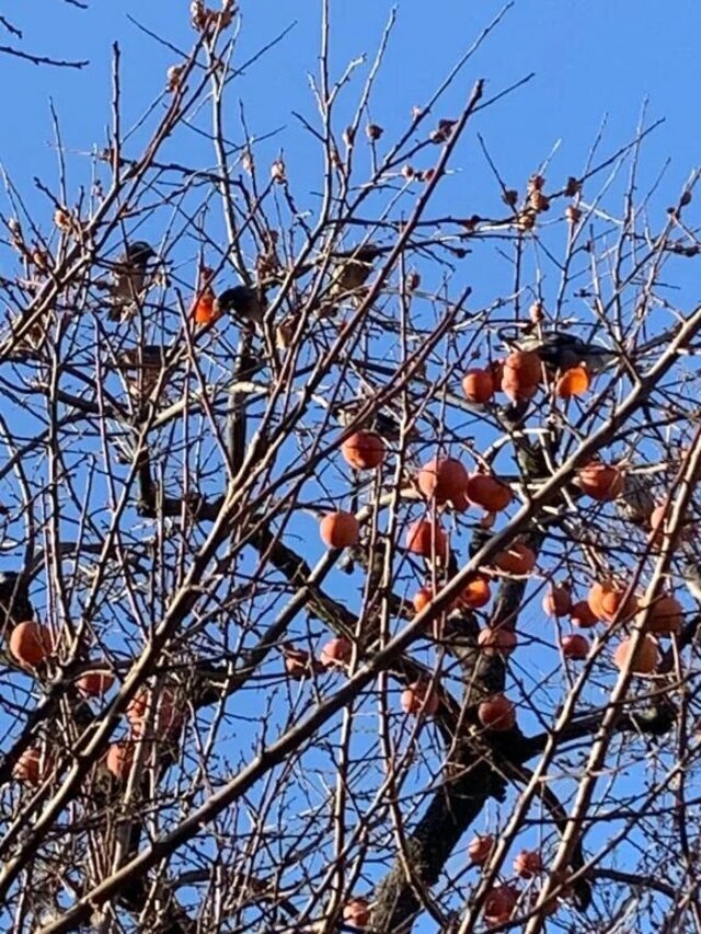 こんにちは🐦‍⬛｜写メ日記｜いろは｜立川・八王子・三多摩 人妻デリヘル 完熟ばなな八王子