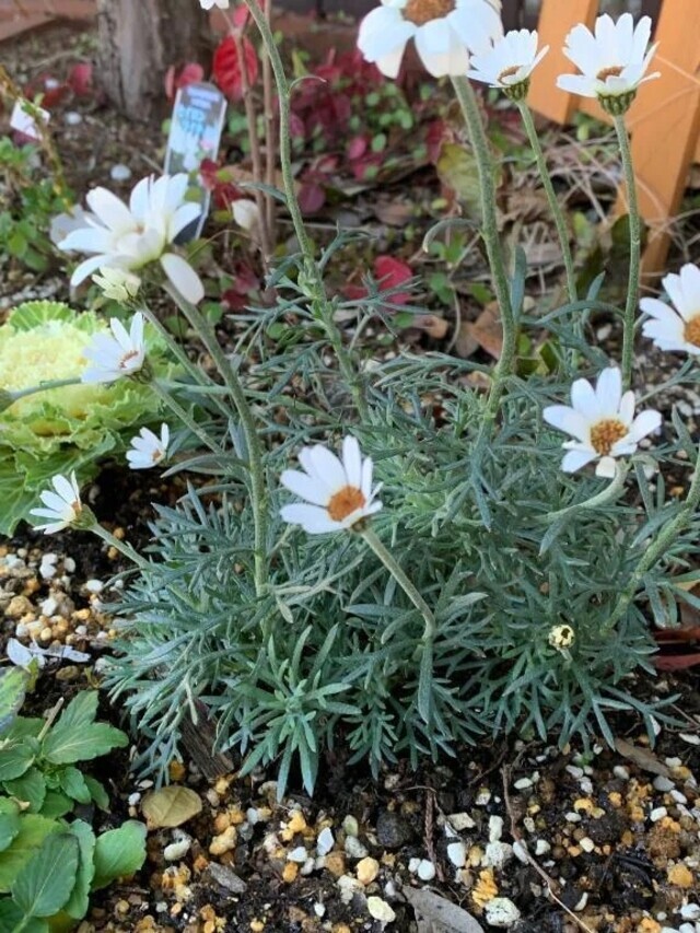 こんばんは🍀｜写メ日記｜いろは｜立川・八王子・三多摩 人妻デリヘル 完熟ばなな八王子