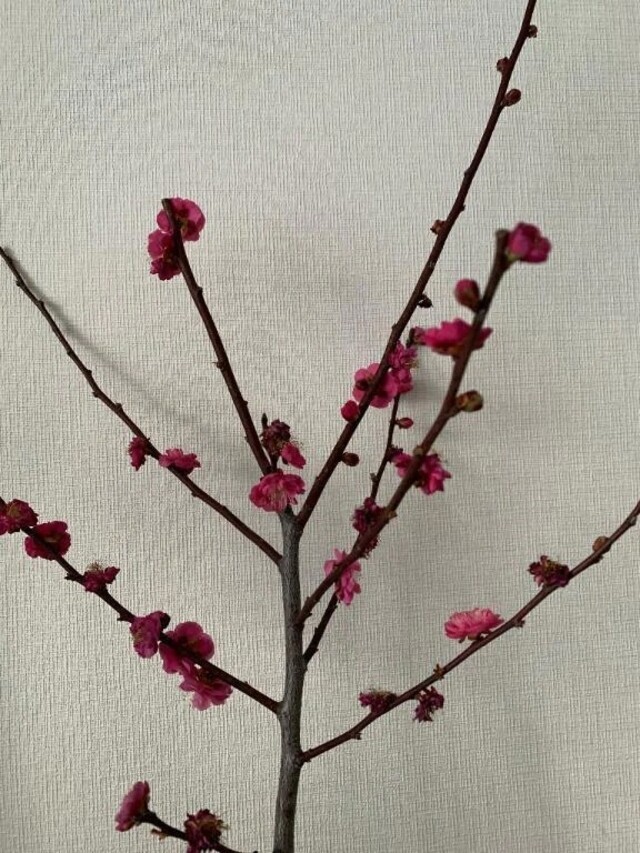 こんにちは☀️｜写メ日記｜いろは｜立川・八王子・三多摩 人妻デリヘル 完熟ばなな八王子