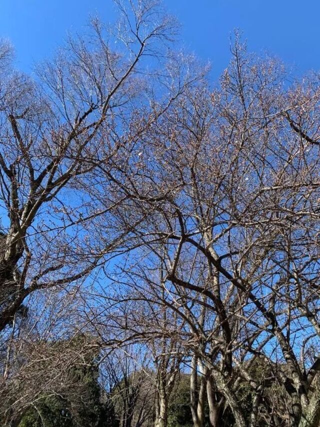 こんにちは🍓｜写メ日記｜いろは｜立川・八王子・三多摩 人妻デリヘル 完熟ばなな八王子