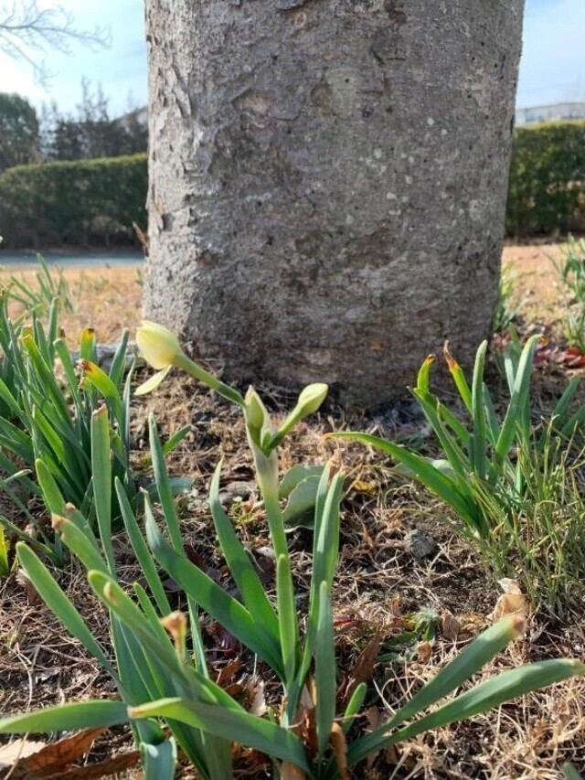 こんにちは🍀｜写メ日記｜いろは｜立川・八王子・三多摩 人妻デリヘル 完熟ばなな八王子