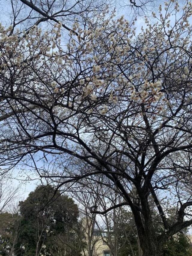 こんにちは☀️｜写メ日記｜いろは｜立川・八王子・三多摩 人妻デリヘル 完熟ばなな八王子