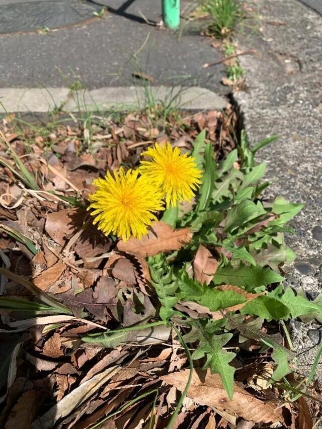 こんにちは🎵｜写メ日記｜いろは｜立川・八王子・三多摩 人妻デリヘル 完熟ばなな八王子