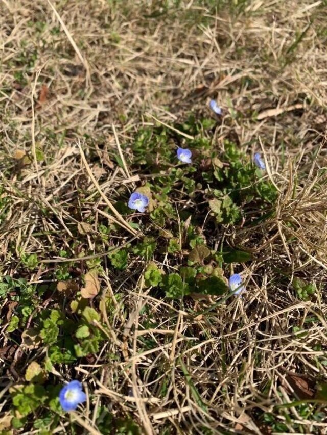 こんにちは🌼｜写メ日記｜いろは｜立川・八王子・三多摩 人妻デリヘル 完熟ばなな八王子