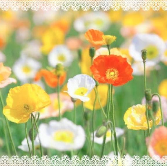 完熟ばなな立川☆ひな｜写メ日記｜ひな｜立川・八王子・三多摩 人妻デリヘル 完熟ばなな八王子