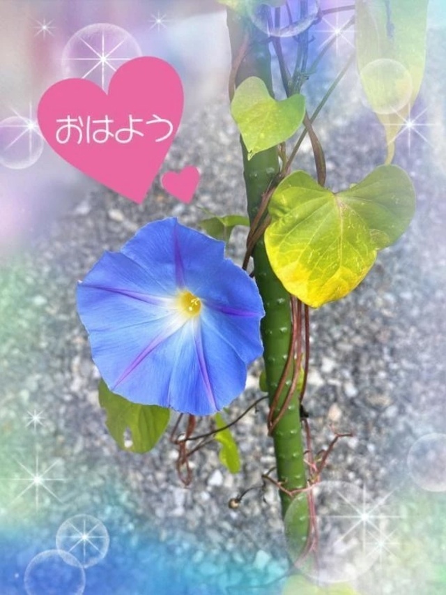 おはようございます☆｜写メ日記｜ひな｜立川・八王子・三多摩 人妻デリヘル 完熟ばなな八王子