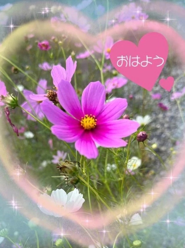 おはようございます♡｜写メ日記｜ひな｜立川・八王子・三多摩 人妻デリヘル 完熟ばなな八王子