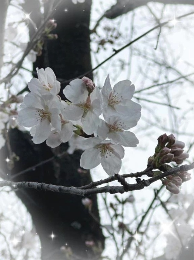 おはようございます☆｜写メ日記｜ひな｜立川・八王子・三多摩 人妻デリヘル 完熟ばなな八王子
