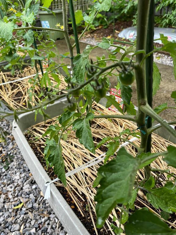 おはようございます｜写メ日記｜ひろみ｜立川・八王子・三多摩 人妻デリヘル 完熟ばなな八王子