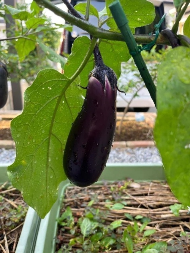 おはようございます｜写メ日記｜ひろみ｜立川・八王子・三多摩 人妻デリヘル 完熟ばなな八王子