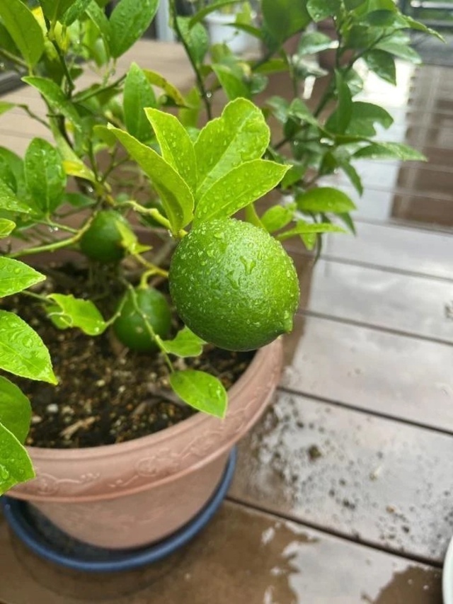 おはようございます｜写メ日記｜ひろみ｜立川・八王子・三多摩 人妻デリヘル 完熟ばなな八王子