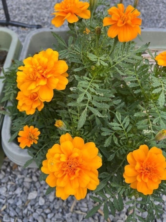 おはようございます｜写メ日記｜ひろみ｜立川・八王子・三多摩 人妻デリヘル 完熟ばなな八王子