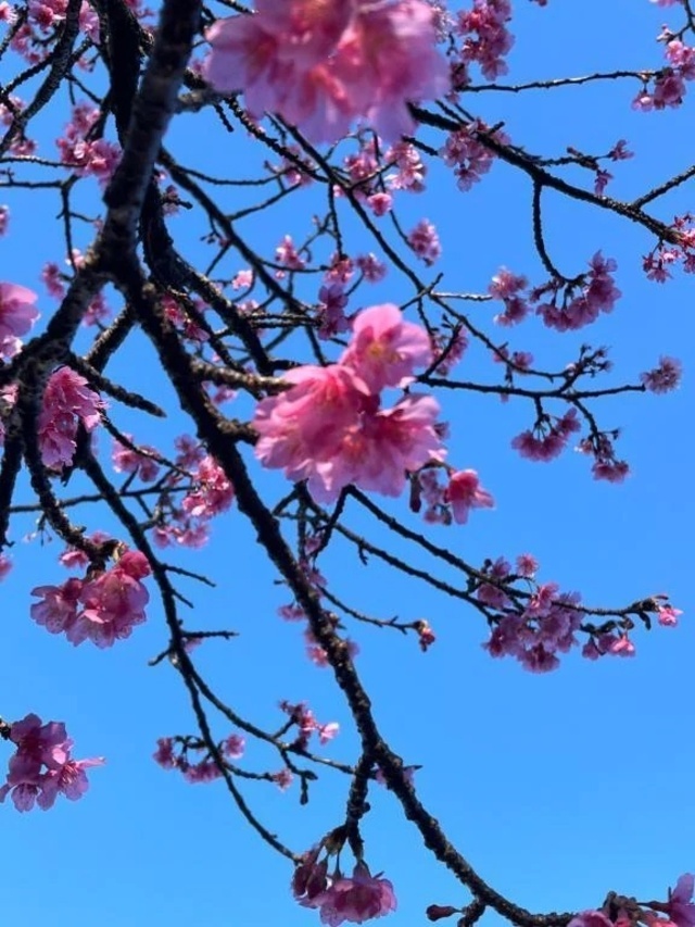 おはようございます｜写メ日記｜ひろみ｜立川・八王子・三多摩 人妻デリヘル 完熟ばなな八王子