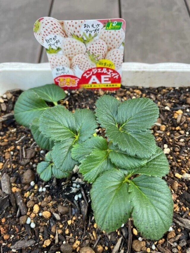 おはようございます｜写メ日記｜ひろみ｜立川・八王子・三多摩 人妻デリヘル 完熟ばなな八王子