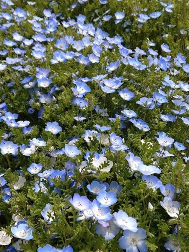 太陽を浴びる☀️｜写メ日記｜まり｜立川・八王子・三多摩 人妻デリヘル 完熟ばなな八王子