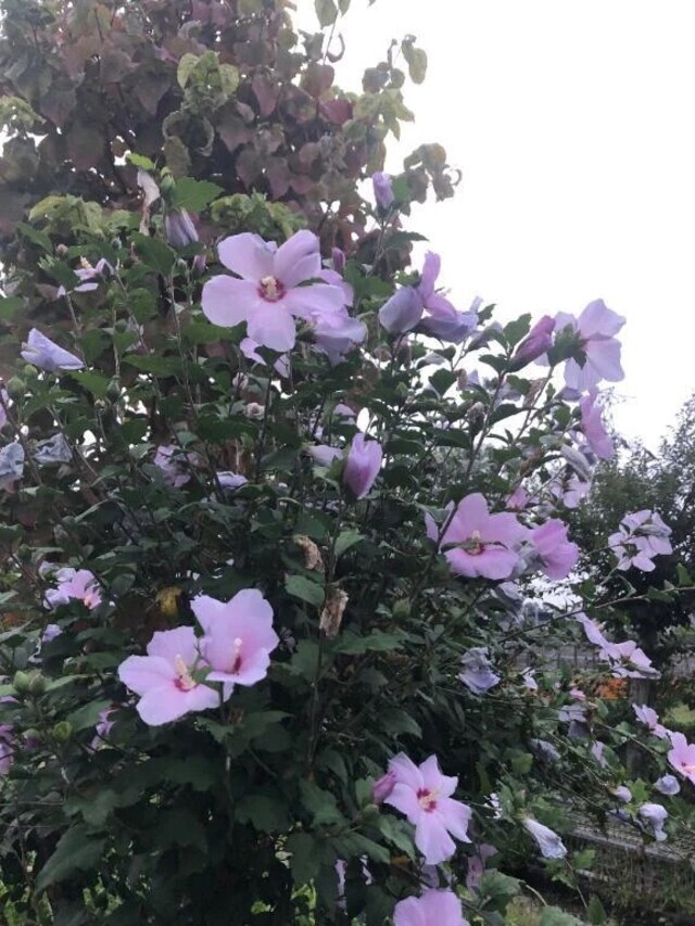 おはようございます｜写メ日記｜みわ｜立川・八王子・三多摩 人妻デリヘル 完熟ばなな八王子