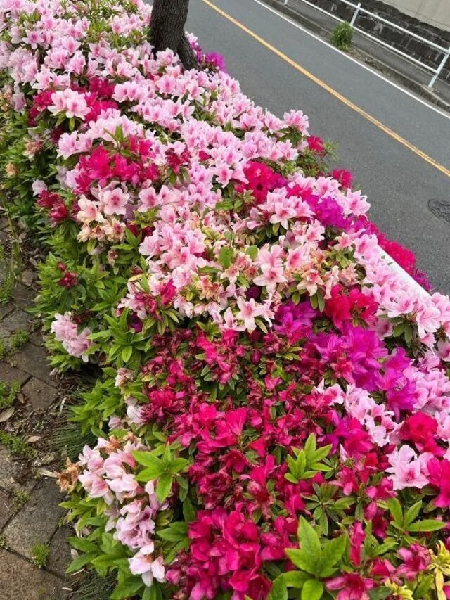 こんにちは｜写メ日記｜みわ｜立川・八王子・三多摩 人妻デリヘル 完熟ばなな八王子
