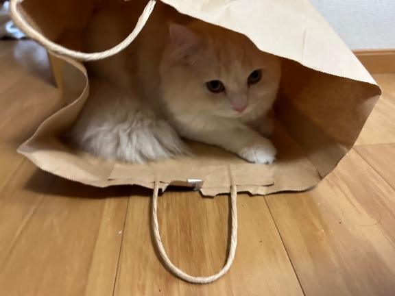 完熟バナナ立川店🍌れいな｜写メ日記｜れいな｜立川・八王子・三多摩 人妻デリヘル 完熟ばなな八王子
