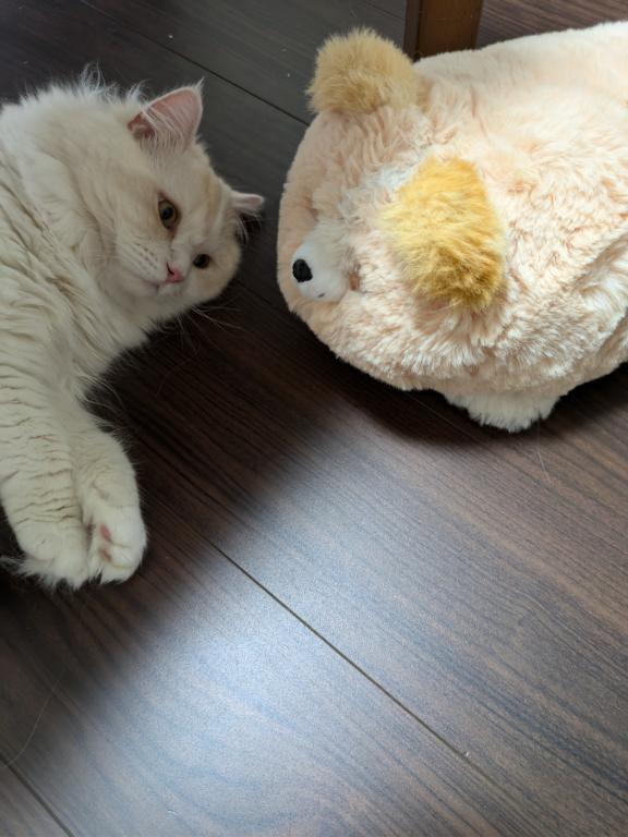 完熟バナナ立川🍌れいな｜写メ日記｜れいな｜立川・八王子・三多摩 人妻デリヘル 完熟ばなな八王子