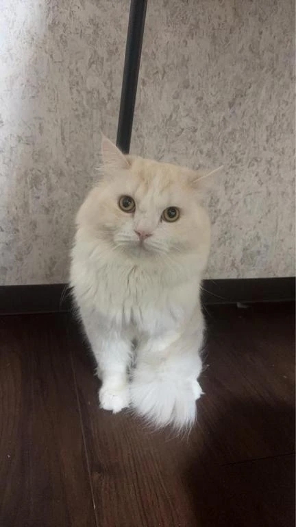 完熟バナナ立川店🍌れいな｜写メ日記｜れいな｜立川・八王子・三多摩 人妻デリヘル 完熟ばなな八王子