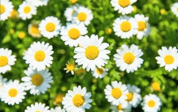 ご無沙汰しております🩷｜写メ日記｜りの｜立川・八王子・三多摩 人妻デリヘル 完熟ばなな八王子