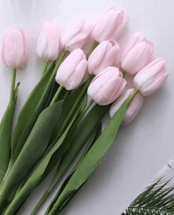 🌸しあわせって思うとき🌸｜写メ日記｜りの｜立川・八王子・三多摩 人妻デリヘル 完熟ばなな八王子