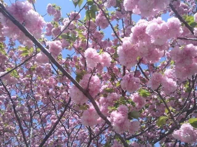 わんちゃん🐶のお散歩中🌸｜写メ日記｜りの｜立川・八王子・三多摩 人妻デリヘル 完熟ばなな八王子