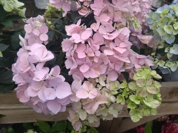 🌷今週もたのしく過ごせますように🌷