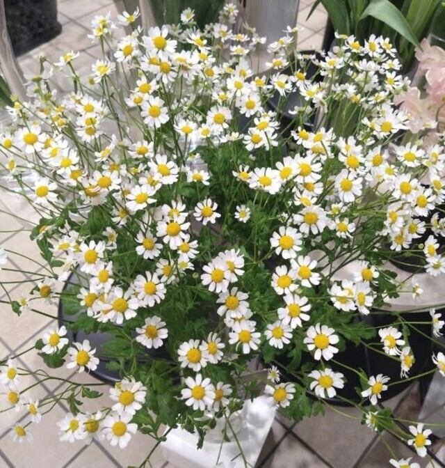🌷きょうの作り置きシンプルなほうが喜ばれます🌷｜写メ日記｜りの｜立川・八王子・三多摩 人妻デリヘル 完熟ばなな八王子
