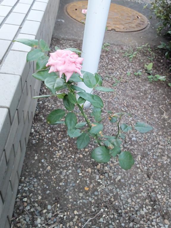 可憐に咲く花に魅せられて｜写メ日記｜ちとせ｜立川・八王子・三多摩 人妻デリヘル 完熟ばなな八王子