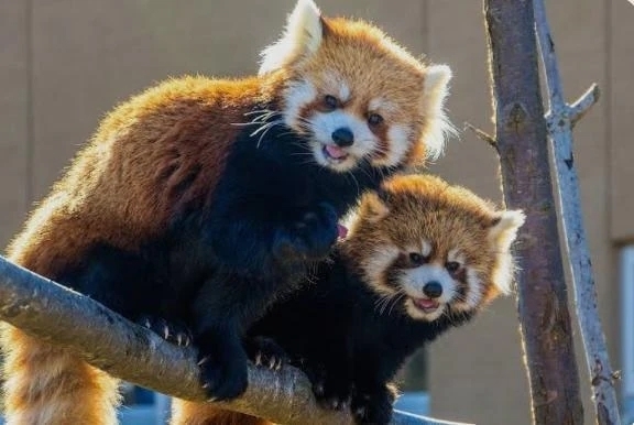 お礼&21時退勤です｜写メ日記｜かりん｜立川・八王子・三多摩 人妻デリヘル 完熟ばなな八王子