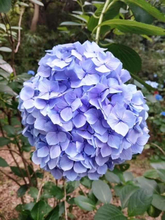 6月会いに来てくれたお兄様、ありがとうございました♥😊💕｜写メ日記｜ふみか｜立川・八王子・三多摩 人妻デリヘル 完熟ばなな八王子