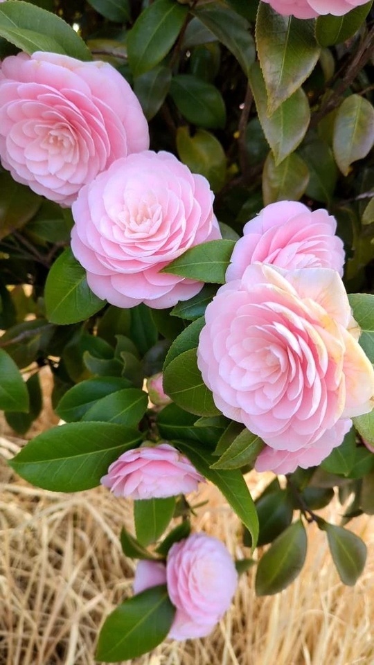 ❤お知らせ❤｜写メ日記｜みくる｜立川・八王子・三多摩 人妻デリヘル 完熟ばなな八王子