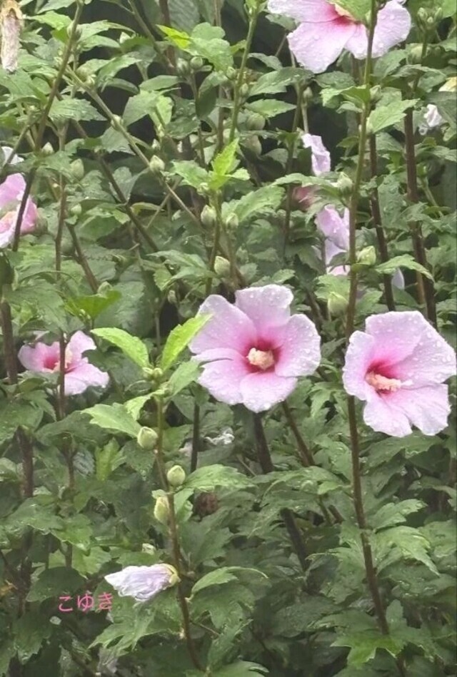 出勤しました💖｜写メ日記｜こゆき｜立川・八王子・三多摩 人妻デリヘル 完熟ばなな八王子