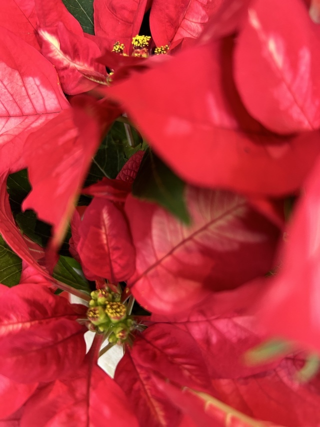 師走✨｜写メ日記｜麻生｜鶯谷 人妻デリヘル 魅惑の人妻